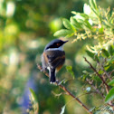 Cape Batis