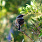 Cape Batis