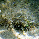 Liebre de mar