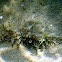 Liebre de mar