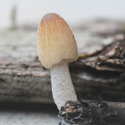 mushroom