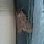 Mottled Gray Carpet