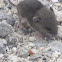 Deer mouse