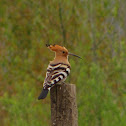 Hoopoe,Poupa