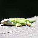 Carolina Anole