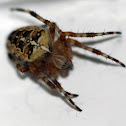 European Garden Spider