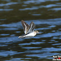 Common Sandpiper