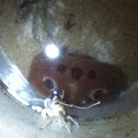 7-11 crab