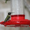 Ruby throated hummingbird (female)