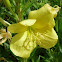 Evening Primrose