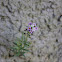 Alyssum
