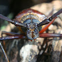 Escarabajo de cuernos largos