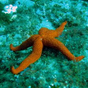 Common starfish