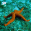 Common starfish