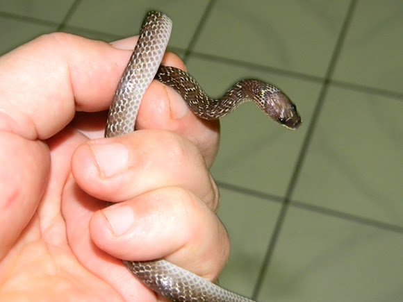 Spotting Image 1