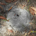 Fire Ants