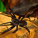 Tarantula