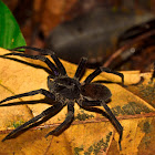 Tarantula