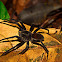 Tarantula