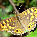 mariposa madera manchada