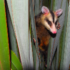 White-eared Opossum