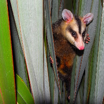 Uruguayan Biodiversity
