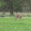 White Tail Deer
