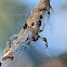 Orb Weaver Spider