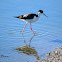 Black-necked Stilt