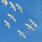 Royal Spoonbills
