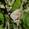 88 Butterfly