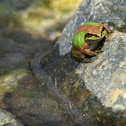 Pacific tree frog