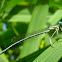 White Legged Damselfly