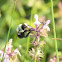 Bumble Bee