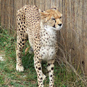 Cheetah