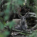 Ca. Mule Deer