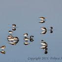 Sanderling