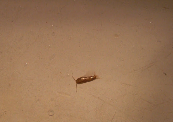 Spotting Image 1