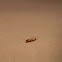 Silverfish