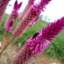cat tail