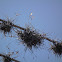 Ball Moss or Air Plant