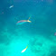 Yellowtail snapper