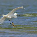 Little Egret