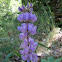 Lupine