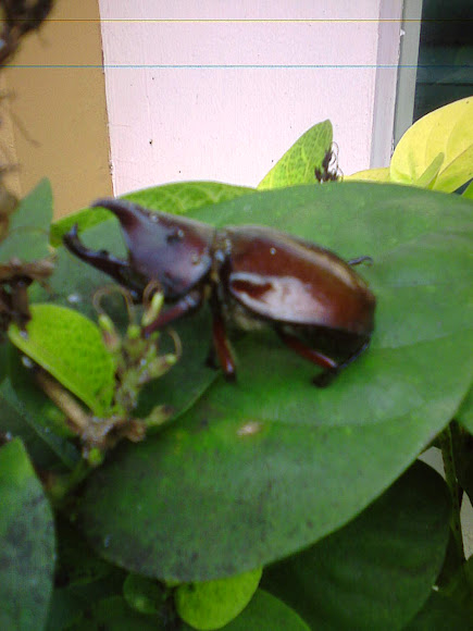 Spotting Image 1