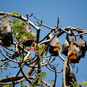 Grey-headed Flying Fox