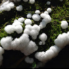 Slime mold