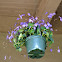 Streptocarpus