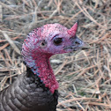 Wild Turkey