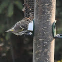 Pine Siskin